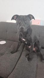 Lieve Rednose pitbull, Dieren en Toebehoren, Honden | Niet-rashonden, 1 tot 2 jaar, Teef, Eén hond, Klein