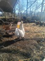 Zijdenhoen haantje wit