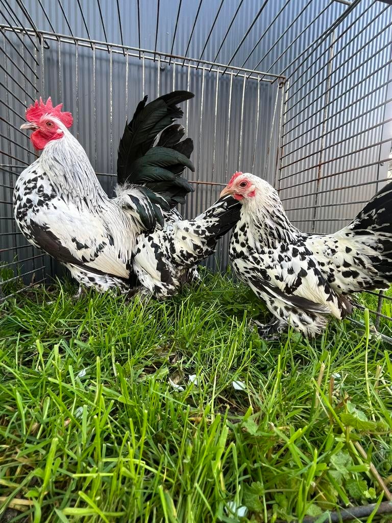 Sabelpootkriel, diverse kleurslagen, Dieren en Toebehoren, Pluimvee, Kip, Meerdere dieren