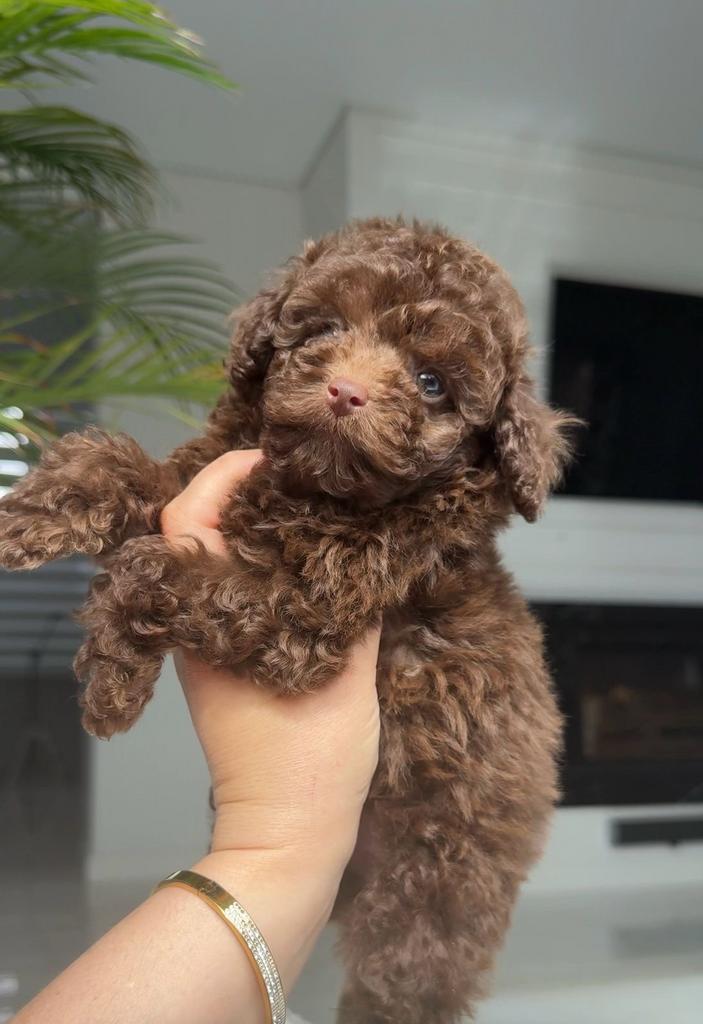 Toy Poodles Choco, Poedel, Reu, 8 tot 15 weken, Parvo