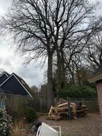 Gezocht: bomenkapper (Eik), Tuin en Terras, Haardhout, 6 m³ of meer, Ophalen
