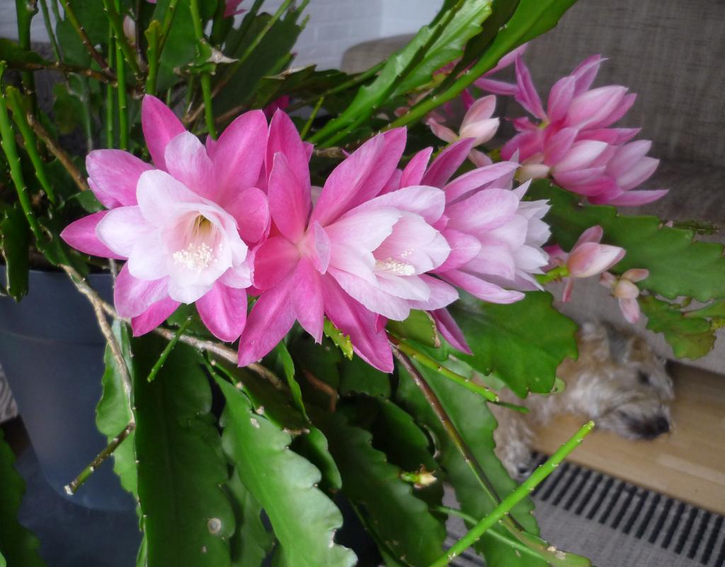 cactus - Epiphyllum DEUTSCHE KAISERIN, Verzenden, Cactus, Volle zon, Minder dan 100 cm