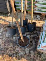 5 Photinia groenblijvende leibomen stam 130 cm, Ophalen of Verzenden, Halfschaduw, Leiboom, 100 tot 250 cm