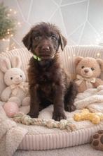 Labradoodle pups mogen nest verlaten, Overige rassen, 8 tot 15 weken, Parvo, Meerdere