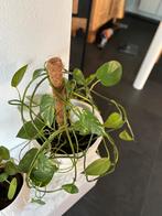 Mooie kamerplant in pot(Epipremnum / Scindapsus), Ophalen, Overige soorten, Halfschaduw, In pot