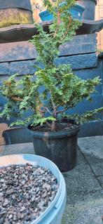 Juniperus Chinensis Bonsai - startmatriaal, Tuin en Terras, Overige soorten, Volle zon, Vaste plant, Ophalen of Verzenden