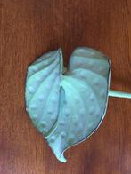 "Groene Anthurium" van Hout, Ophalen of Verzenden, Halfschaduw, Minder dan 100 cm