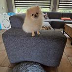 Pomeriaan pup teefje pomeranian  / dwergkees, Particulier, Keeshond, 15 weken tot 1 jaar, Buitenland