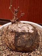 Cyphostemma pachypus, Caudex, caudiciform, plant, Verzenden, Halfschaduw, Minder dan 100 cm