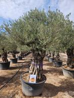 OLIJFBOMEN, PALMEN & ANDERE MEDITERRANE BOMEN EN PLANTEN., 100 tot 250 cm, Olijfboom, Zomer, Ophalen