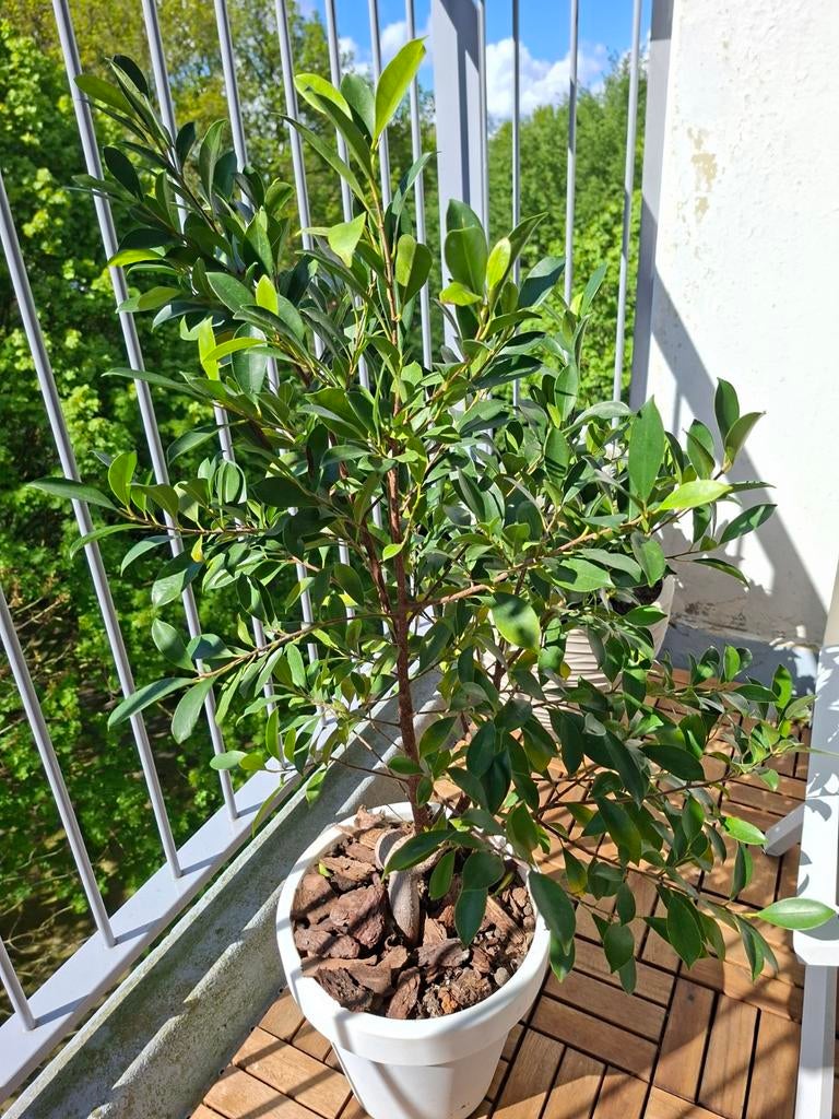 Ficus, Ophalen of Verzenden, Volle zon, Overige soorten