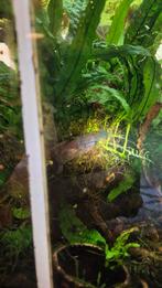 Koppeltje jonge betta hendra gourami aquarium vis, Vis, Zoetwatervis