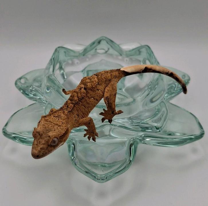 Leuke brindle dalmatian wimpergekko/crested gecko vrouw Crested Gecko - female for sale from Lotus' Creatures