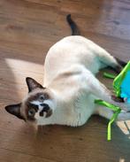Lieve Siamees x herplaatser 7mnd Coffee, Poes, Kortharig, 0 tot 2 jaar