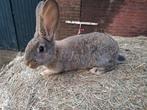 Vlaamse reus voedster, Dieren en Toebehoren, Konijnen, Vrouwelijk, Groot