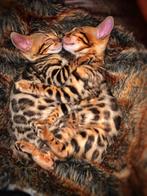 Bengaal kitten poes FOKRECHT+STAMBOOM + DNA RAPPORT, Dieren en Toebehoren, Katten en Kittens | Raskatten | Korthaar, Poes, Met stamboom