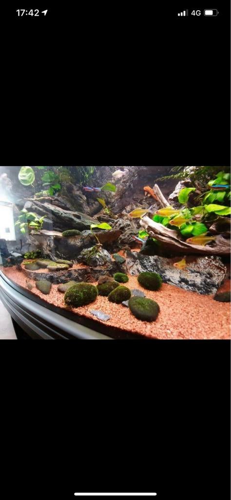 Complete aquarium, Dieren en Toebehoren, Ophalen of Verzenden, Inclusief vissen, Zo goed als nieuw, Gevuld zoetwateraquarium