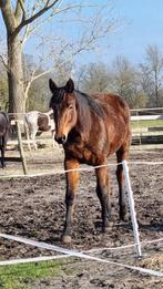 2 jarige Hannoveraner merrie, Dieren en Toebehoren, Paarden, Merrie, Dressuurpaard, 0 tot 2 jaar