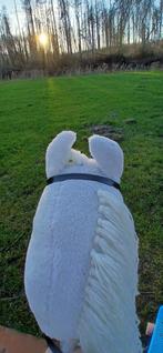 Nieuw Hobby Horse met Stok en Hoofdstel, Ophalen of Verzenden, Nieuw, Jongen of Meisje