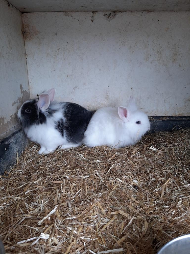 Dwergkonijntjes, Dieren en Toebehoren, Konijnen, Meerdere dieren, Dwerg