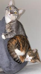 Lief broer & zus kattenkoppel (1 jaar) – samen herplaatsen, Dieren en Toebehoren, Katten en Kittens | Overige Katten, Meerdere dieren