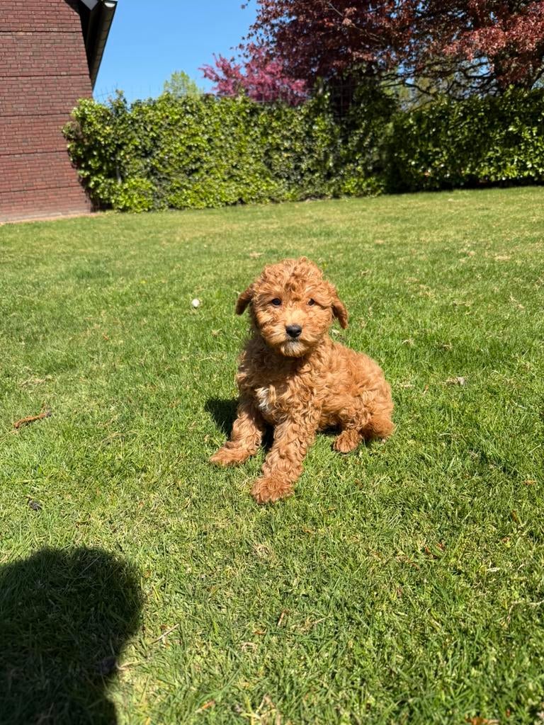 Mini Doodle (Dwerg Poedel x Mini Labradoodle) pups, Poedel, Parvo, Nederland, 8 tot 15 weken