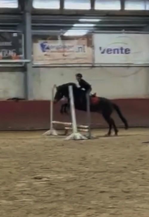 Verzorgster Bijrijdster aangeboden / Verzorgpony gezocht!!