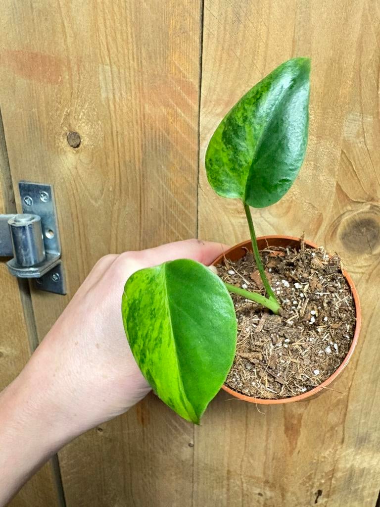 Monstera deliciosa variegata plant aurea yellow halfmoon, Huis en Inrichting, Kamerplanten, Ophalen of Verzenden, Halfschaduw