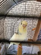 Grasparkiet Met toebehorende, Geslacht onbekend