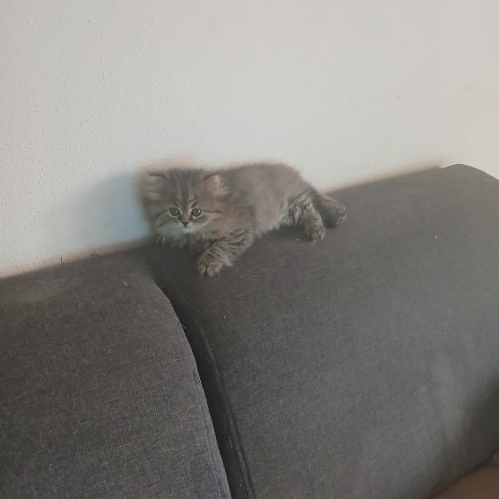 Te koop 1kitten van het Britse Langharige ras¹, Dieren en Toebehoren, Katten en Kittens | Raskatten | Langhaar, Poes, Ontwormd
