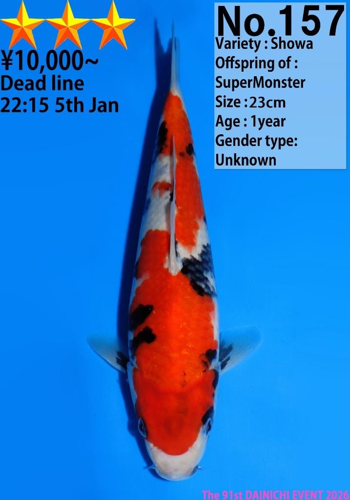 Dainichi HQ tosai incl. overwintering | Tosai vissen, Dieren en Toebehoren, Karper of Koi