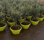 OLIJF-BONSAI, Tuin en Terras, Planten | Bomen, Bloeit niet, Overige soorten, Minder dan 100 cm, Ophalen
