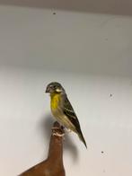 1-0 citroenborst edelzanger, Dieren en Toebehoren, Vogels | Overige Vogels, Mannelijk, Tropenvogel, Geringd