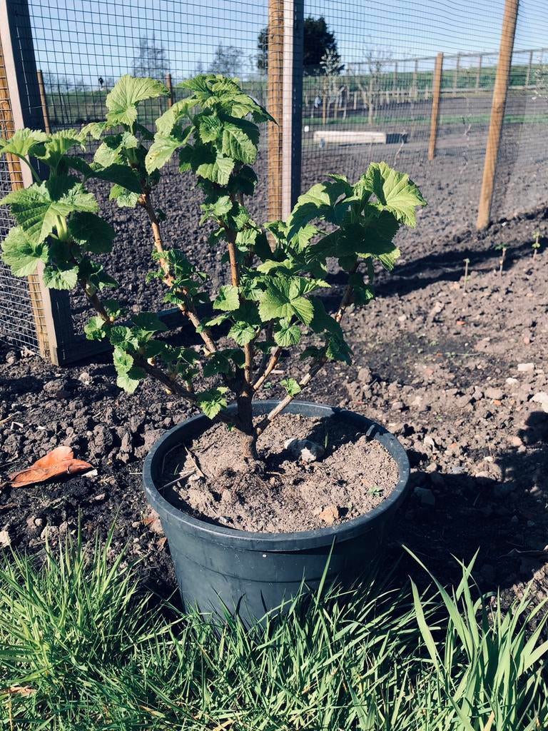 Zwarte bessen plant, Tuin en Terras, Planten | Fruitbomen, Ophalen, Minder dan 100 cm, Overige soorten, Zomer