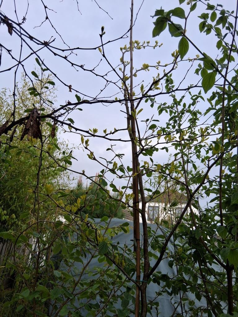 Gleditsia triacanthos sunburst boomkuip, Ophalen, Volle zon, Overige soorten