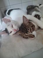 Gezocht goed thuis voor 2kittens katers van jaar oud, Dieren en Toebehoren, Kater, 0 tot 2 jaar