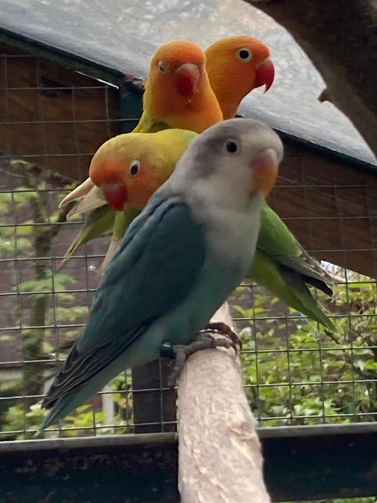 Fischeri’s 2026, Dieren en Toebehoren, Vogels | Parkieten en Papegaaien, Geslacht onbekend, Dwergpapegaai of Agapornis, Geringd