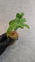 Alocasia Jacklyn, Ophalen of Verzenden, Halfschaduw, Minder dan 100 cm