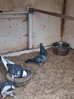 Gezicht goed thuis voor mijn duifjes, Mannelijk, Eend