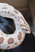 Heterodon nasicus - 0.1 Superarctic conda het. Albino, Dieren en Toebehoren, Slang, Tam, 3 tot 6 jaar