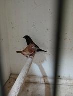 Japanse meeuwtjes, Dieren en Toebehoren, Vogels | Overige Vogels, Meerdere dieren