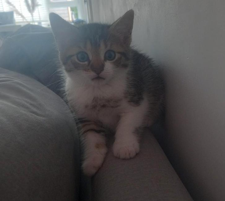 Mooiste kittens🐾, Dieren en Toebehoren, Katten en Kittens | Overige Katten, Kortharig, Meerdere dieren, 0 tot 2 jaar