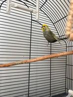 Vogels, Dieren en Toebehoren, Vogels | Parkieten en Papegaaien, Meerdere dieren, Papegaai, Pratend
