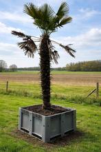 Trachycarpus Fortunei palmboom — winterhard, Tuin en Terras, Planten | Tuinplanten, Ophalen, Bloeit niet, Overige soorten, Volle zon