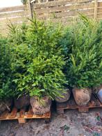 Taxus voor de haag., Ophalen, Taxus, 100 tot 250 cm