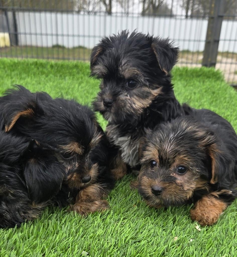 Te koop leuke mini Yorkshire Terriër pups, Dieren en Toebehoren, Honden | Jack Russells en Terriërs, Nederland, 8 tot 15 weken