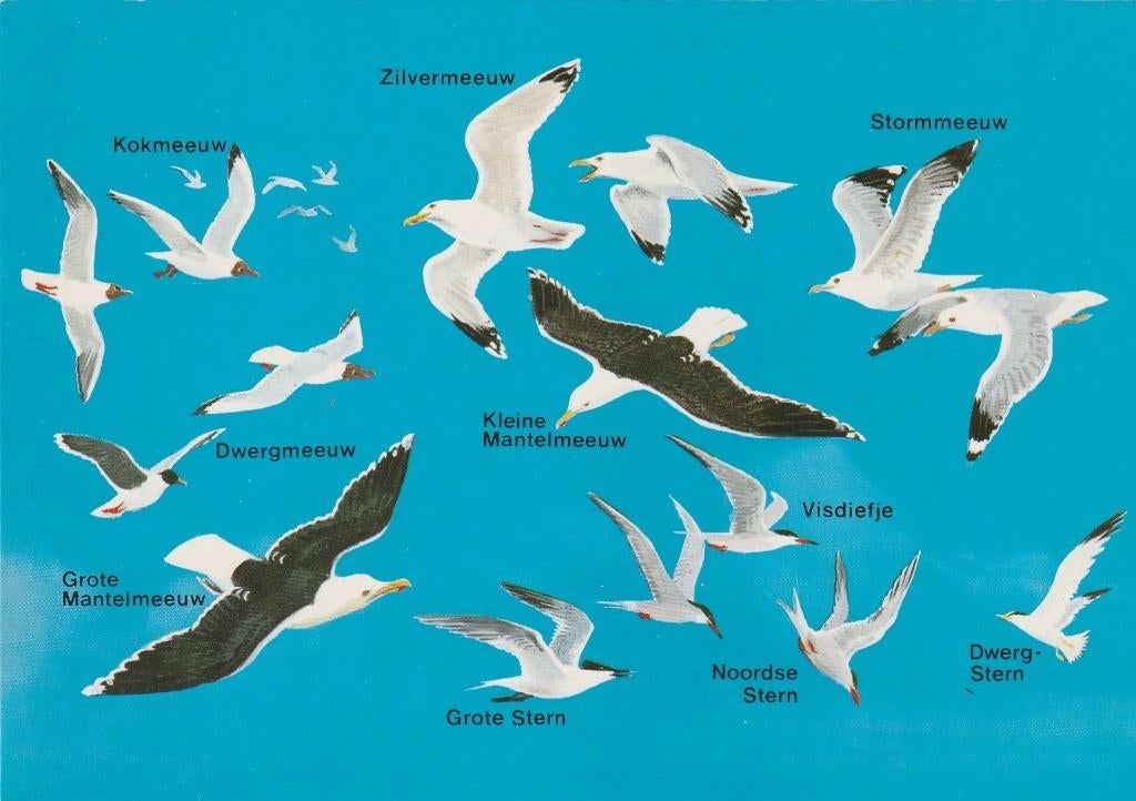 NOORDZEE Vogels, Verzamelen, Verzenden, 1980 tot heden, Gelopen, Zuid-Holland