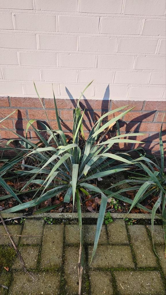 Yucca plant voor binnen of buiten, Tuin en Terras, Planten | Tuinplanten, Vaste plant, Overige soorten, Volle zon, Bloeit niet