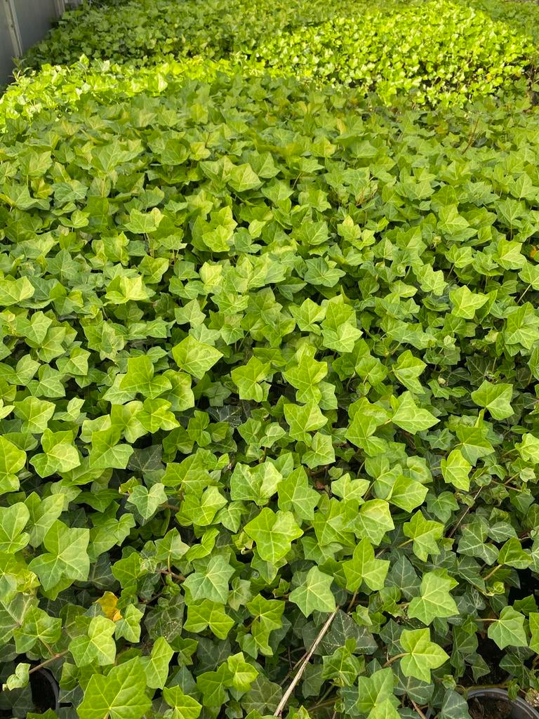 Spotgoedkope Hedera hibernica rond de 100cm €1,- per stuk, Tuin en Terras, Planten | Tuinplanten, Ophalen, Vaste plant, Bloeit niet