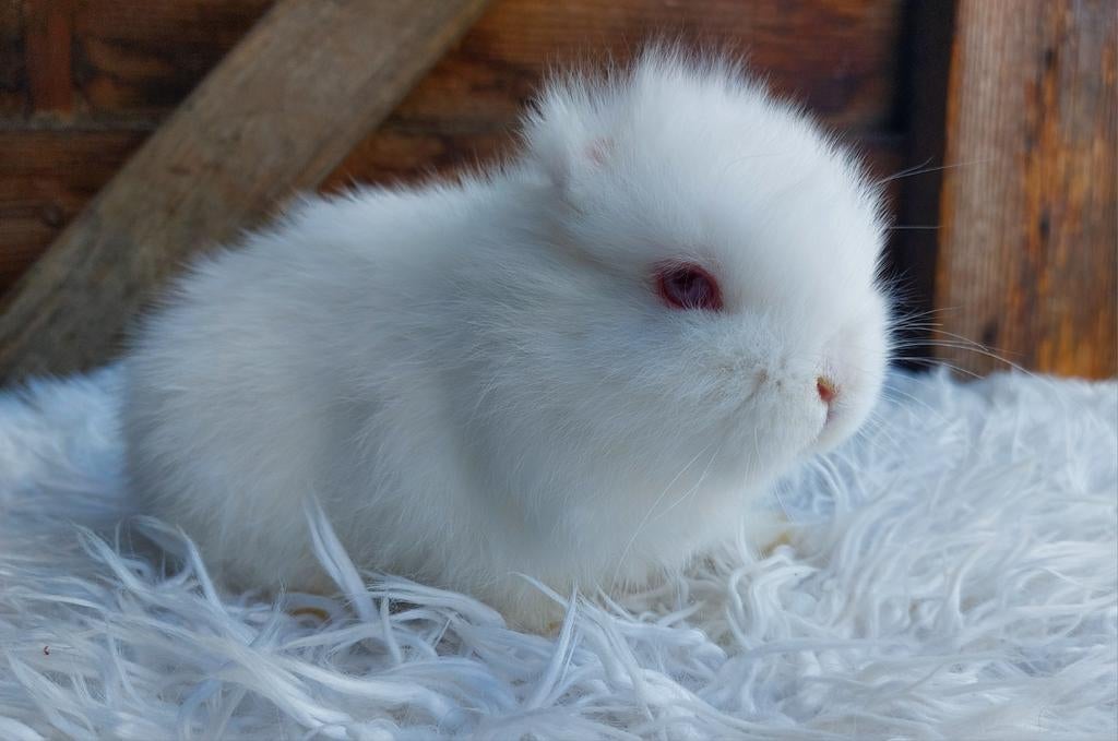 Minilop konijntje, Dieren en Toebehoren, Konijnen, Meerdere dieren, Klein, Hangoor, 0 tot 2 jaar